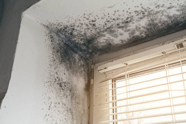 Affordable Attic Mold Remediation solutions in Church Hill, TN